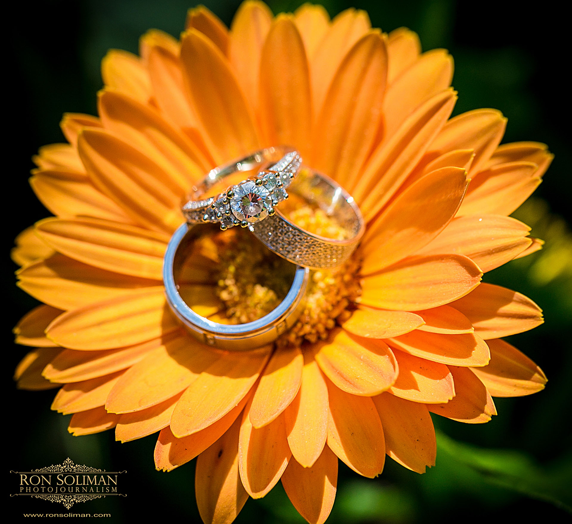 wedding rings on sunflower