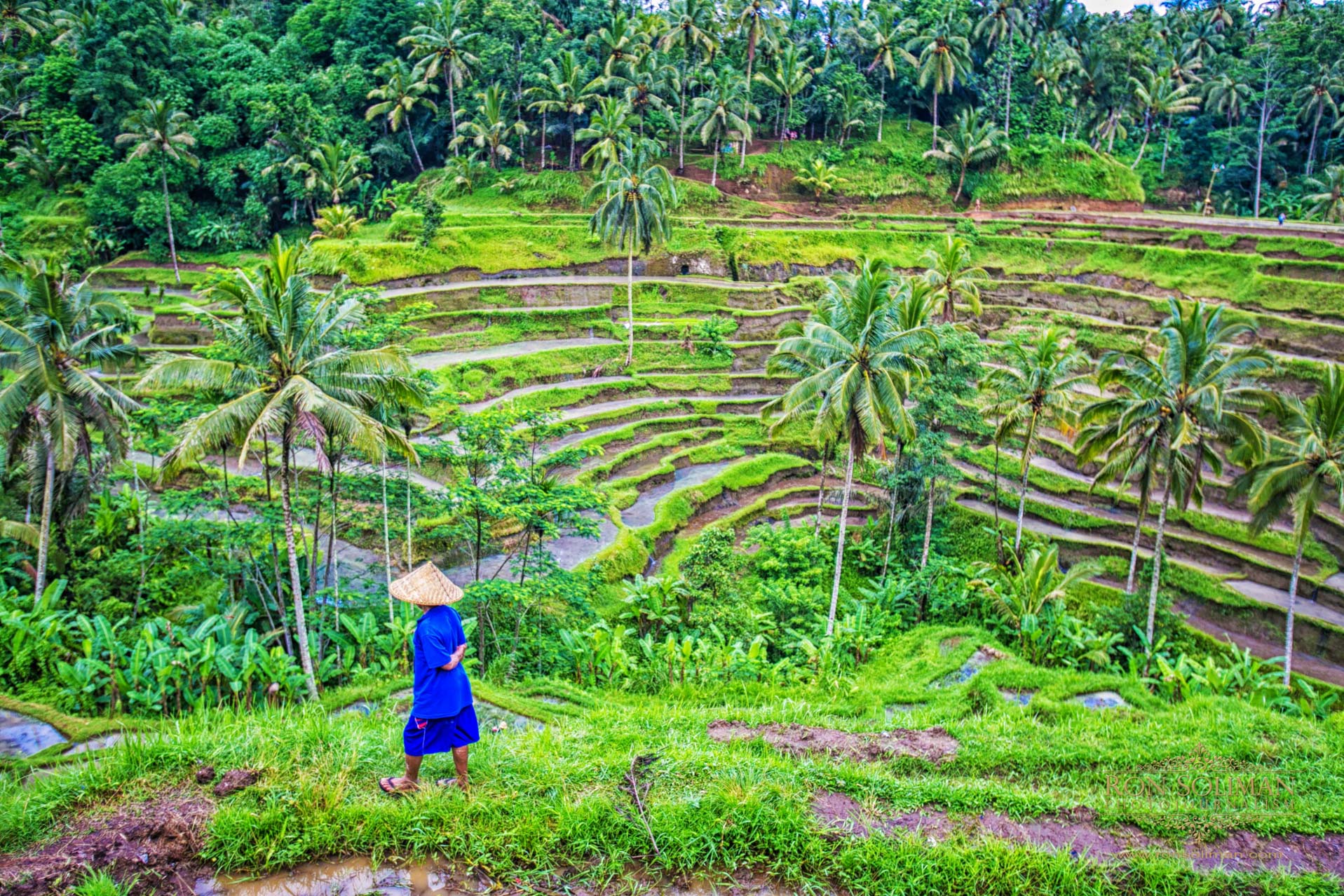 Tegallalang Rice Terraces