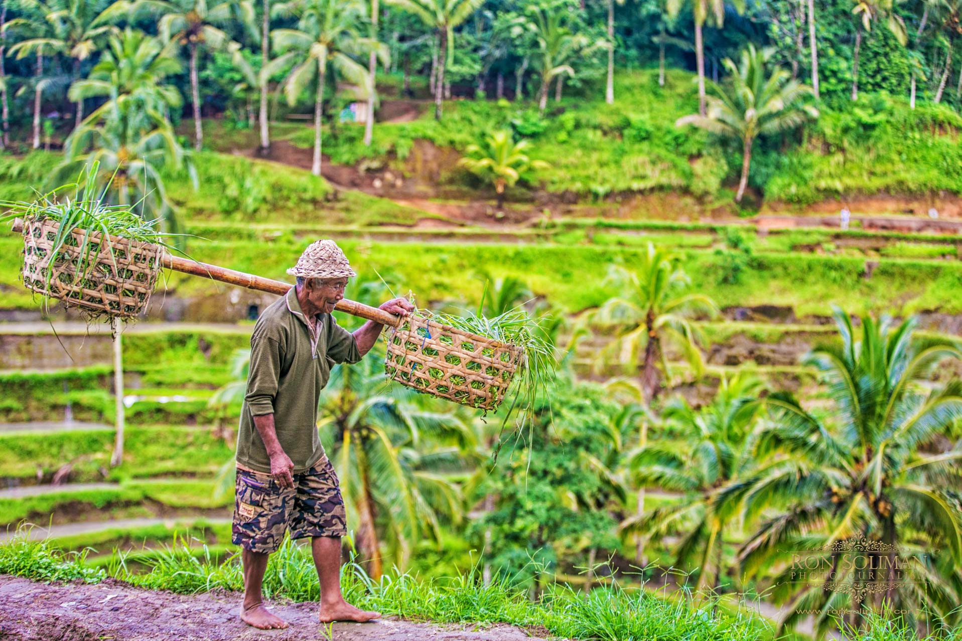 Tegallalang Rice Terraces