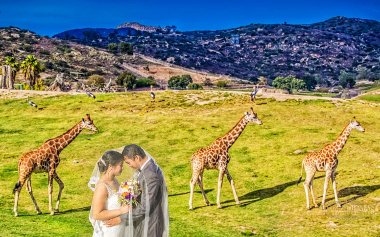 San Diego Zoo Safari Park Wedding Archives New York Wedding