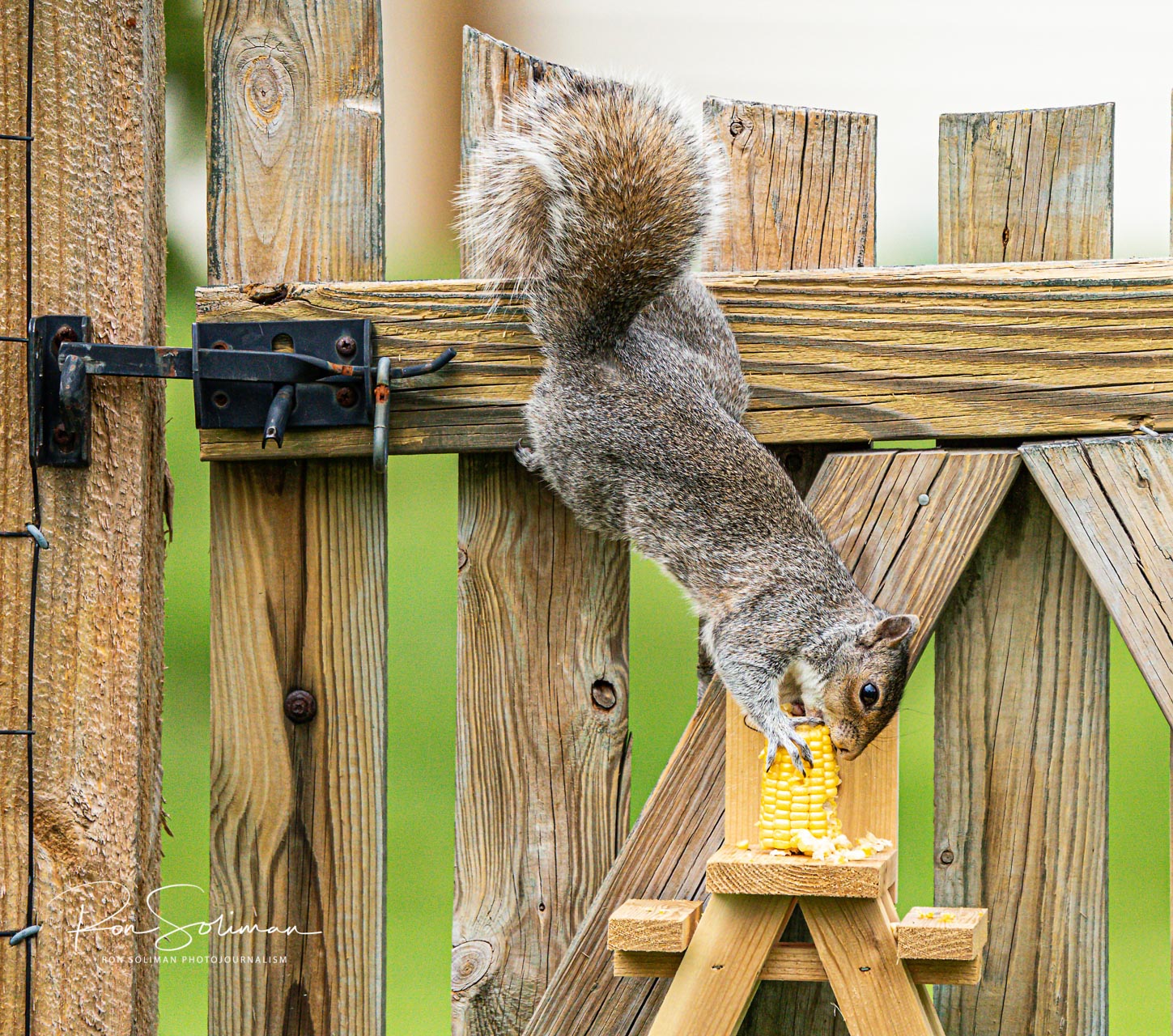 Squirrels on Quarantined