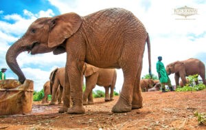 KENYA DESTINATION WEDDING 2