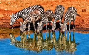 KENYA DESTINATION WEDDING 4