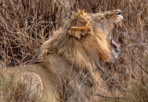 WILDLIFE PHOTOGRAPHER 2