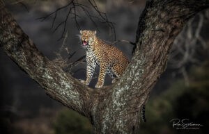 WILDLIFE PHOTOGRAPHER 5