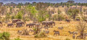 WILDLIFE PHOTOGRAPHER 6