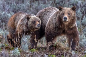 WILDLIFE PHOTOGRAPHER 8